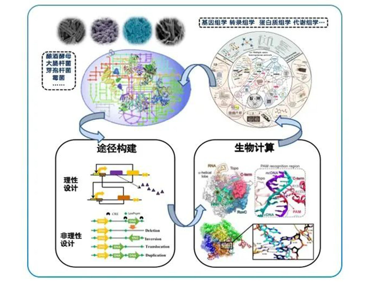 專訪 | 嘉必優(yōu)：立足合成生物學(xué)底層技術(shù) 揚(yáng)帆生物經(jīng)濟(jì)“藍(lán)?！? style=